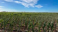 Desde el campo advirtieron que habrá pérdidas en la cosecha por la ola de calor