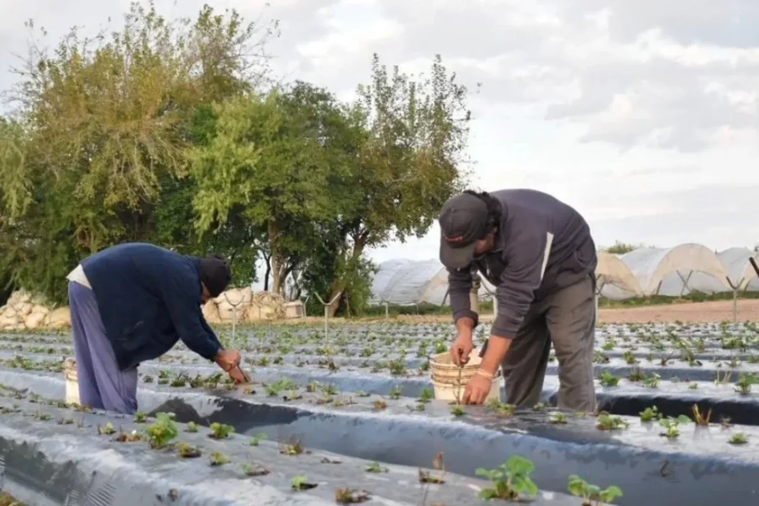 A fin de este mes y principios de junio está puesta la expectativa de la denominada primicia, que es la frutilla que mejor y más se vende, además extraída de la capital nacional.