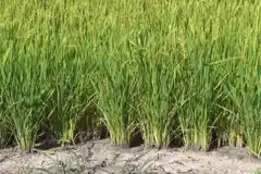 Científicos del Conicet descubren un arroz con 30% más proteínas