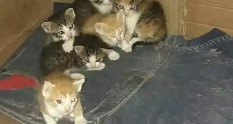 Se dan en adopción