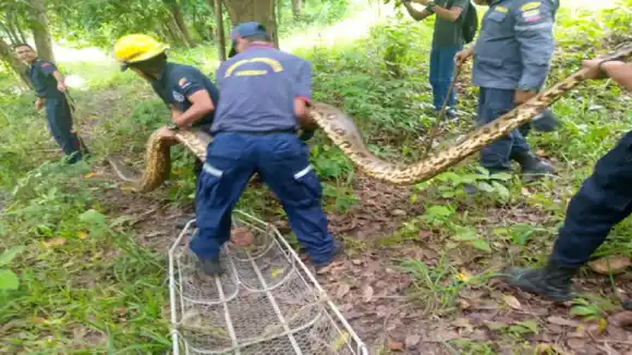 ENCUENTRAN ANACONDA DE 5 METROS en un barrio de la ciudad de Barinas