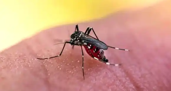 El Centro del país concentra la mayoría de los casos de dengue