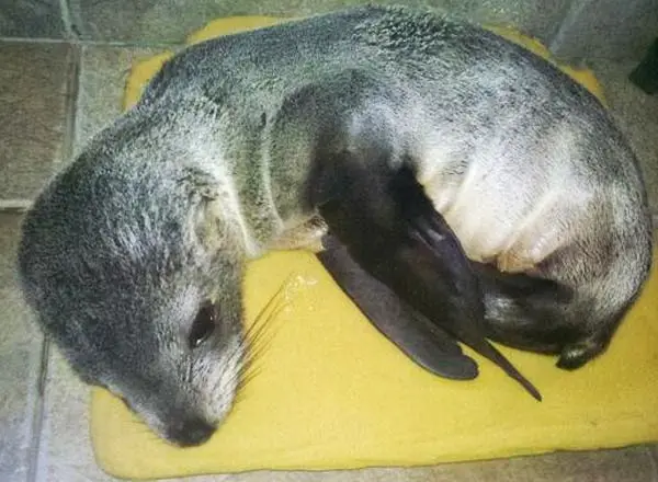 Patagones: Encontraron un lobo marino