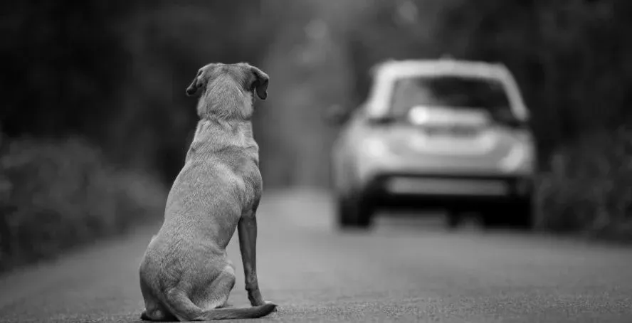 Abandonaron a una perra con diez cachorros