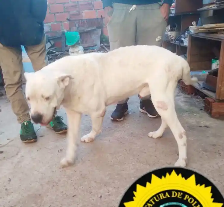 Allanamiento positivo: secuestraron un perro Dogo Argentino