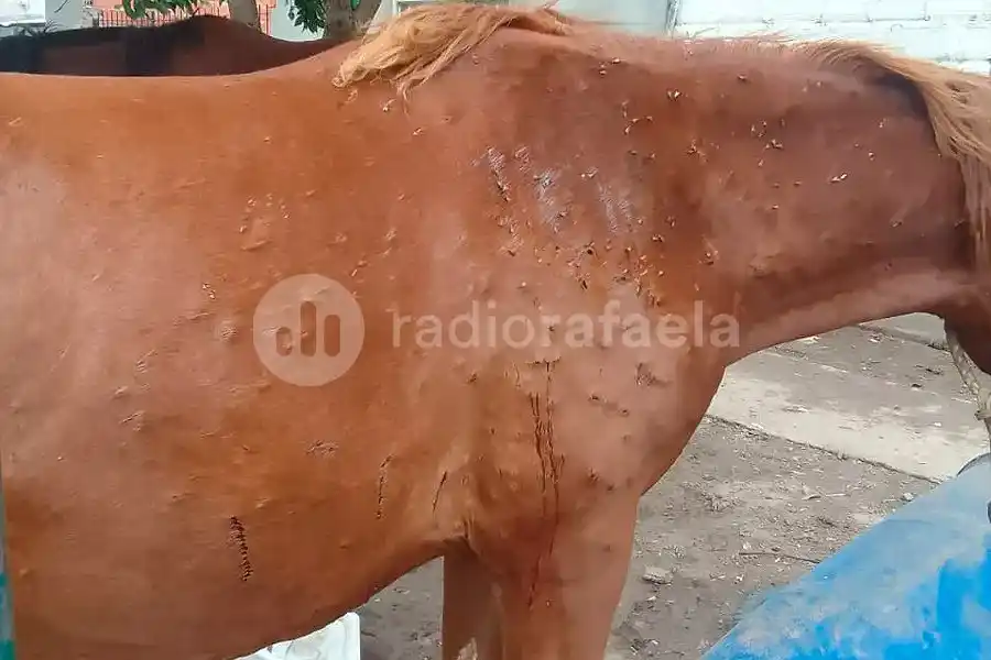 Horror en el Norte de Rafaela: fue a buscar sus caballos y los encontró con varios disparos de escopeta