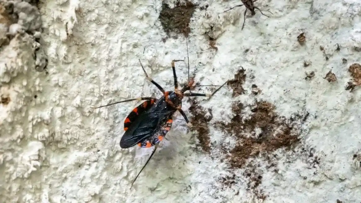 Día Mundial del Chagas: la enfermedad silenciosa que afecta a millones y puede prevenirse