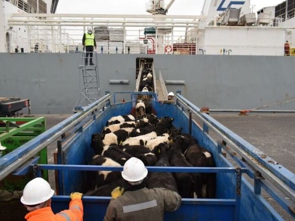 Marcharán en Rafaela contra la exportación de animales vivos: ¿cuándo?