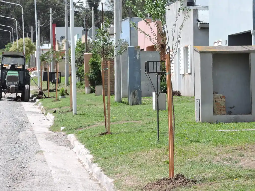 Qué especies de árboles se pueden plantar en Tandil