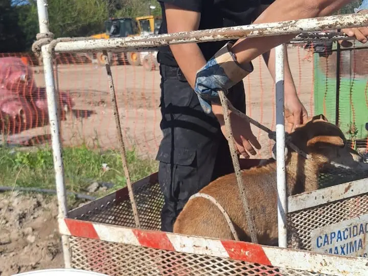 Un perro que se cayó al arroyo Saladillo fue rescatado.