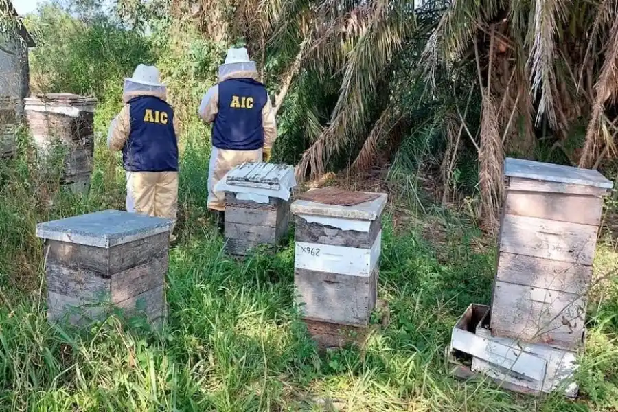 Tras una requisa, recuperaron varios cajones de abeja que habrían sido robados