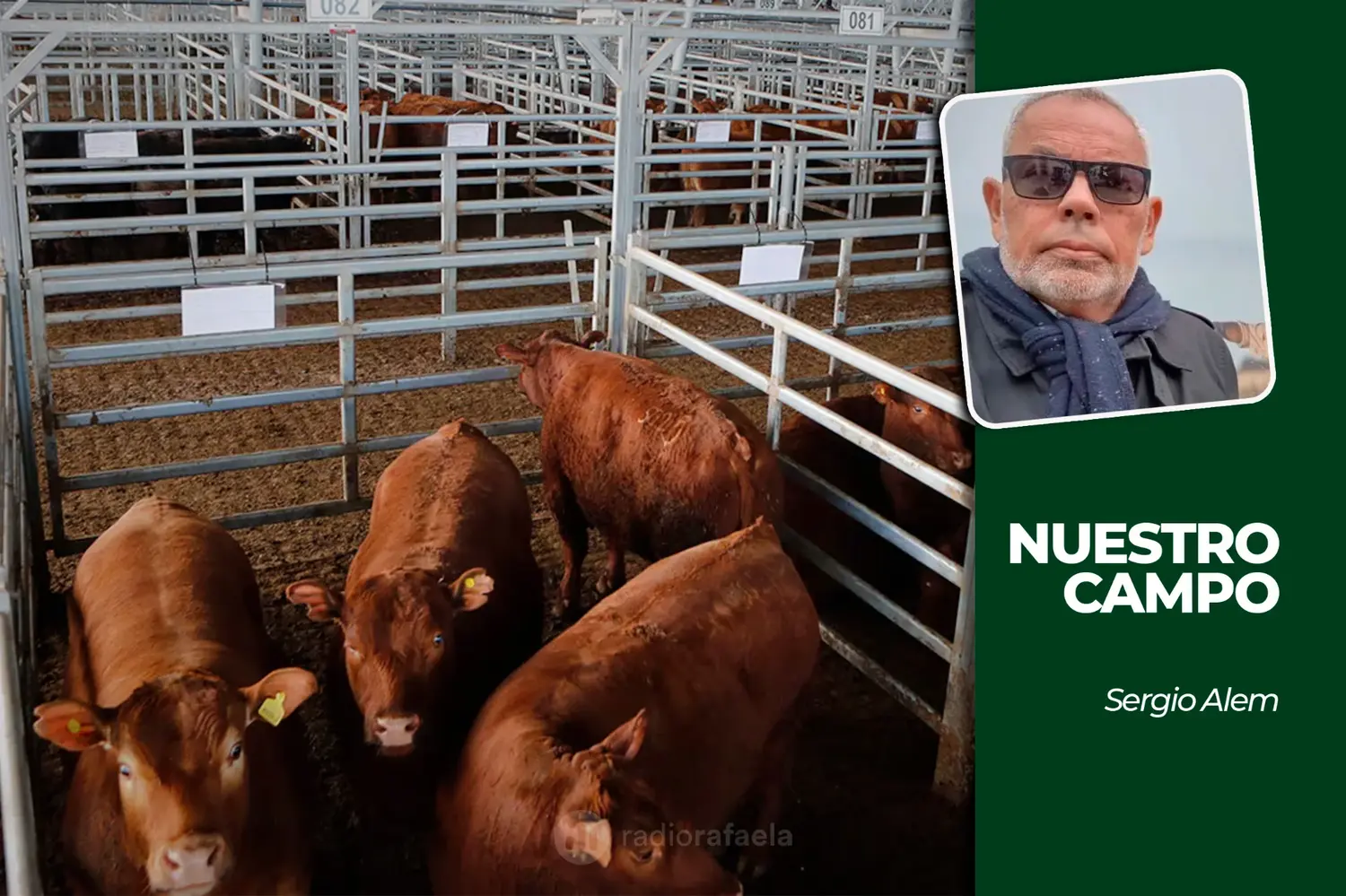 Cañuelas recibió 11.104 animales y el girasol estimativo superó los 803.000 pesos