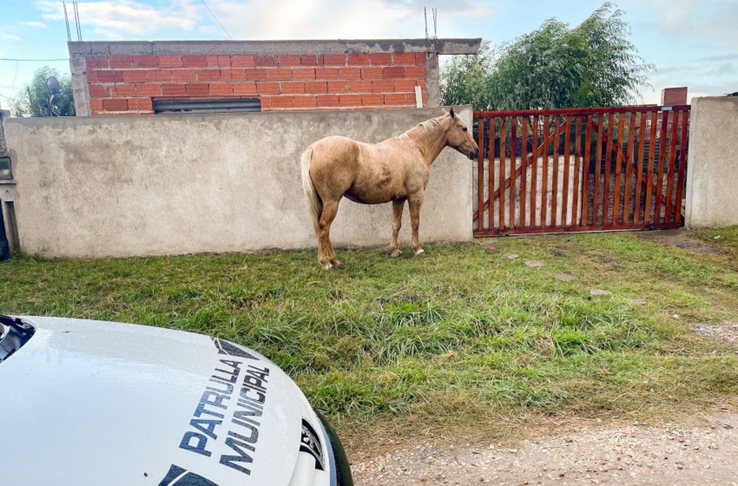 Más de 60 caballos sueltos en el último mes y medio por las calles de Mar del Plata