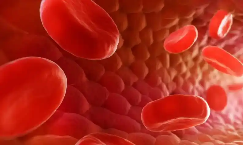 Una investigación demostró que las proteínas superiores a 25 gramos por comida aumentan los niveles del aminoácido leucina en la circulación.