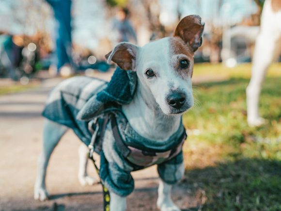 Conocé los horarios para castrar y vacunar a tu mascota esta semana