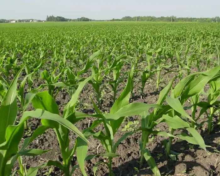 El área sembrada en la provincia superó a la de los últimos 9 años