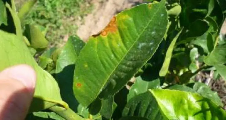 Pérdidas millonarias para viveristas  por manchas en las plantas