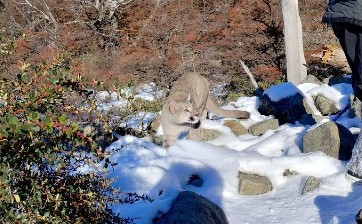 El puma sorprendió a los turistas en El Chaltén