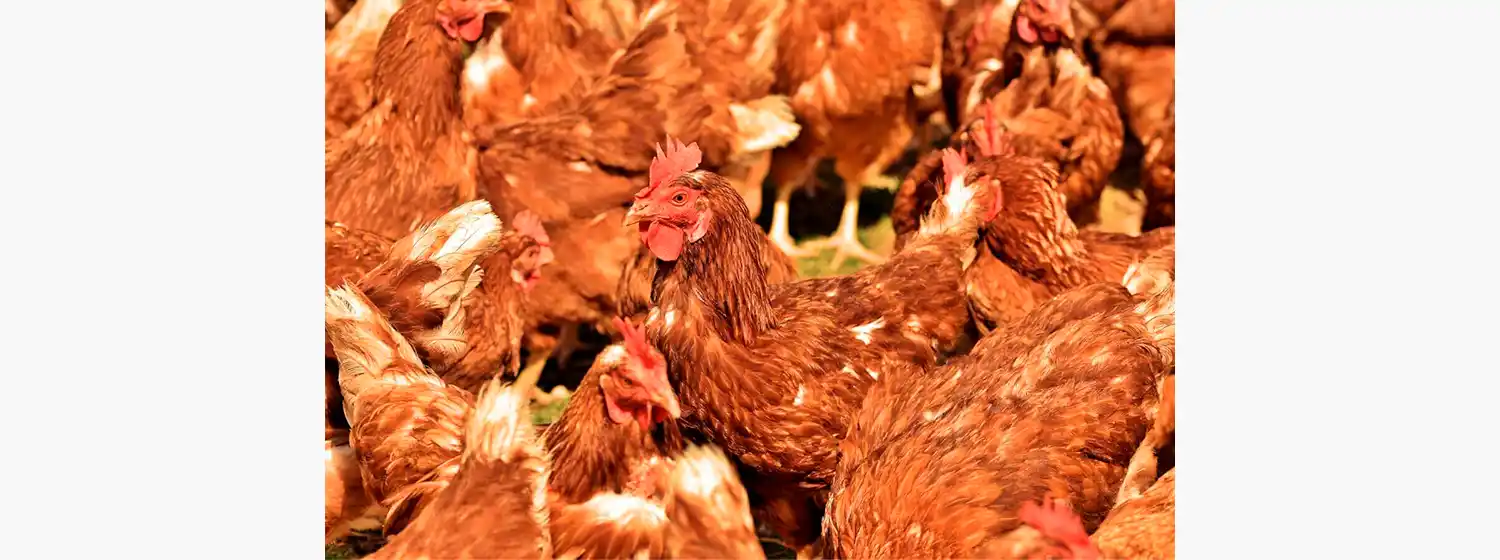 Las autoridades explicaron que el virus detectado corresponde a una cepa que puede causar enfermedad en aves de corral y, por eso, es clave la rápida respuesta de los equipos veterinarios.