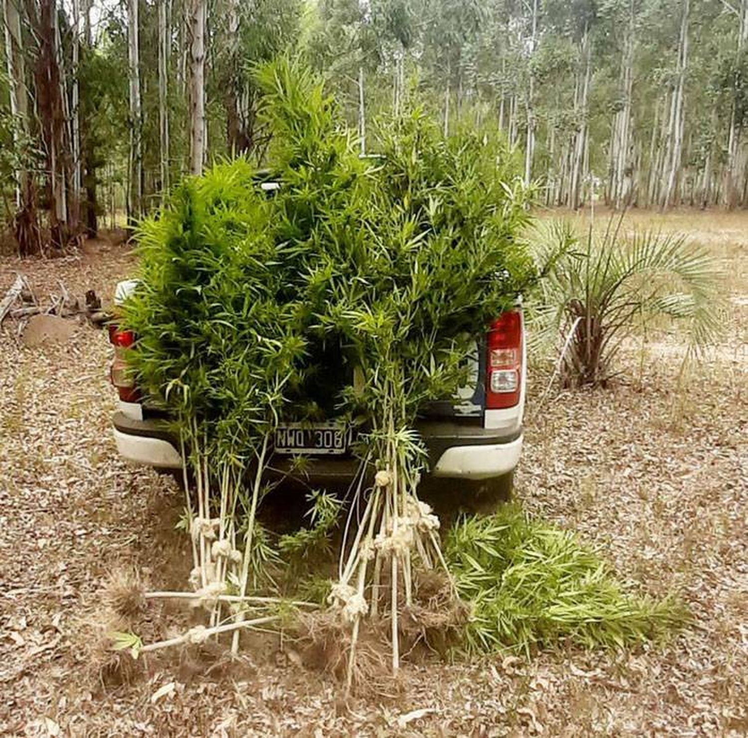 Yuquerí Chico: plantación de marihuana entre la maleza