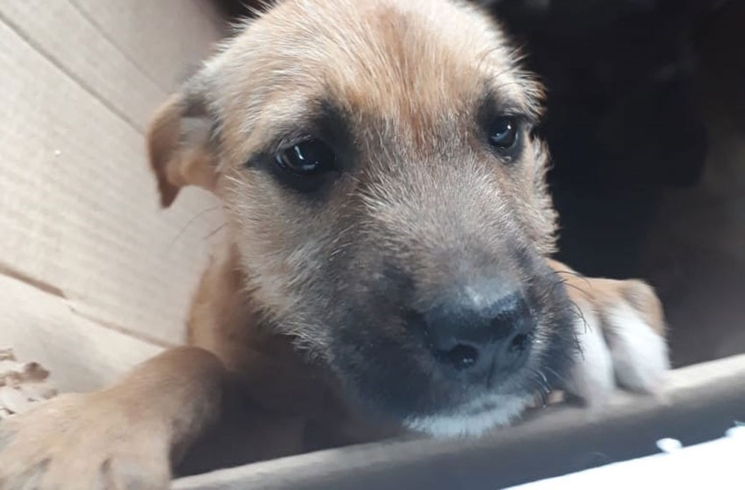 Mascotas: multarán por abandono y darán beneficios por adoptarlas