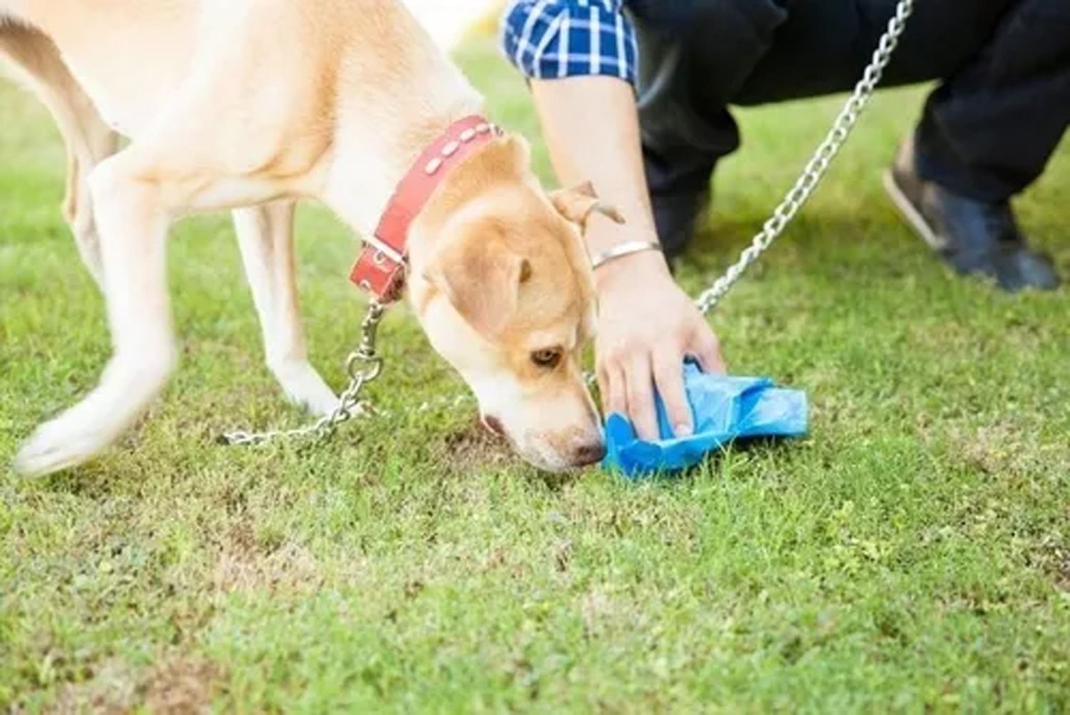 Levantando residuos de perros