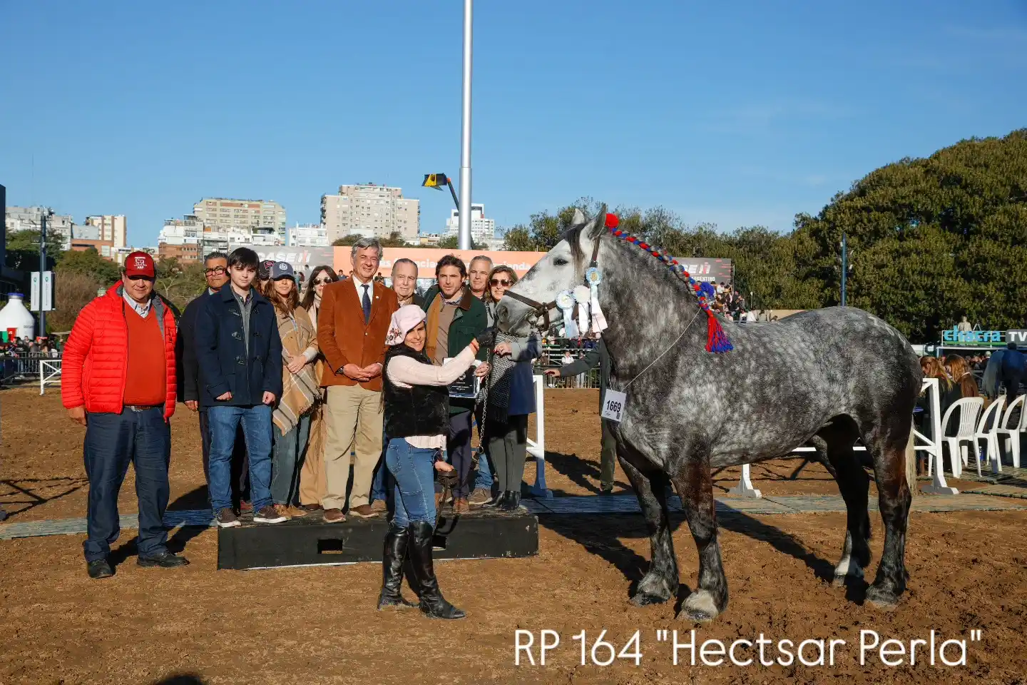 RP 164 yegua "Hectsar Perla".-1er Premio - Campeón Percheron -Gran Campeón Hembra