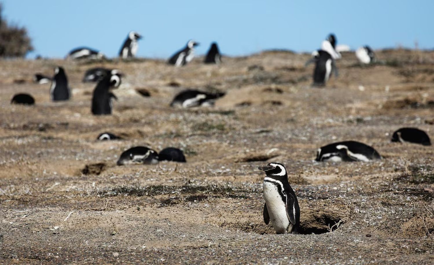 Colonia de pingüinos de Punta Tombo, en la provincia de Chubut