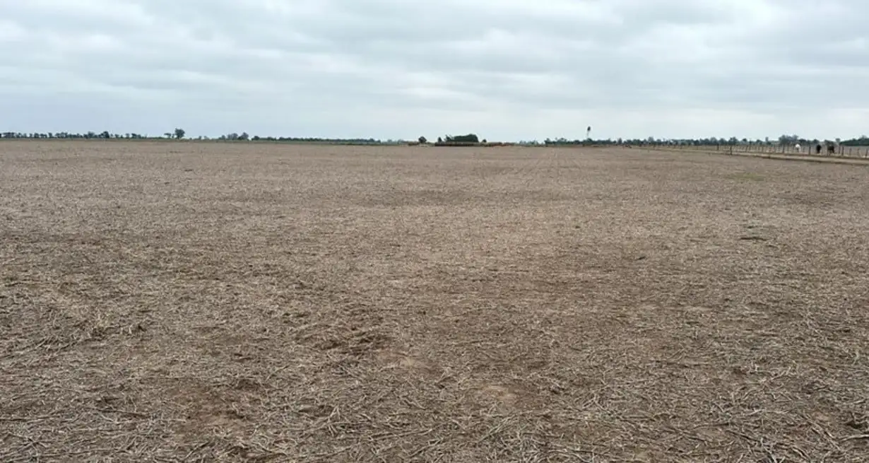 El agro empieza a sentir con fuerza la falta de agua en el centro oeste de Santa Fe.