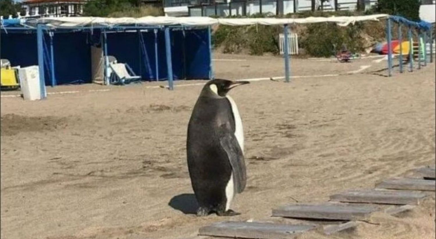 Un pingüino apareció en una playa de Miramar