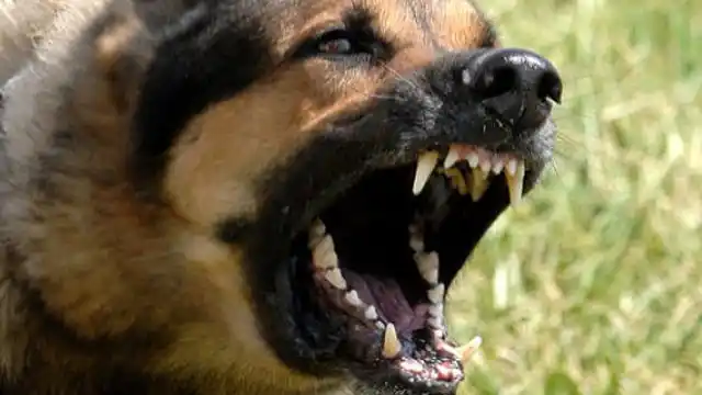 Brutal ataque de un perro a una bebé entrerriana de 2 años 