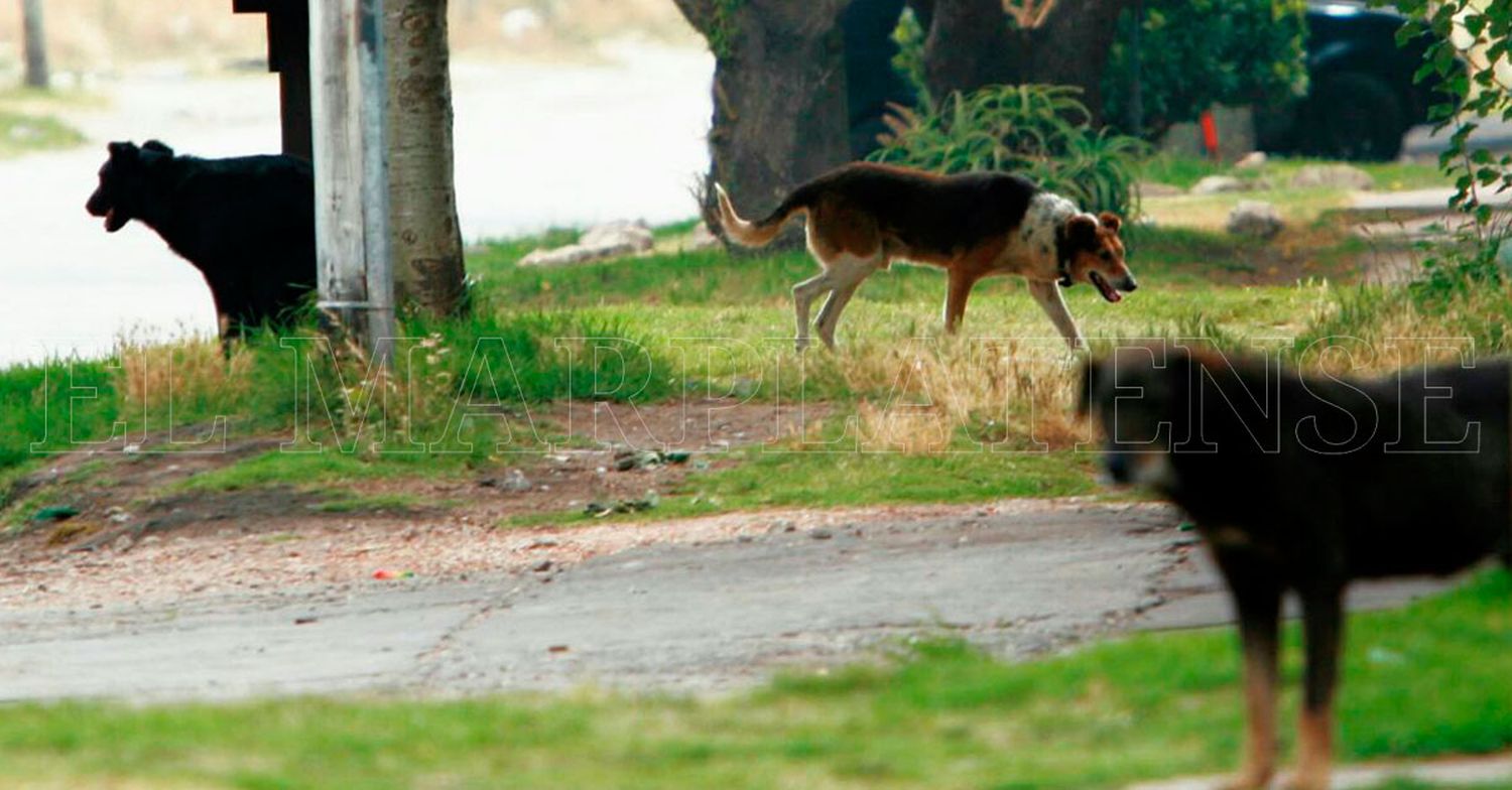 Perros de la calle: "La gente es muy irresponsable"