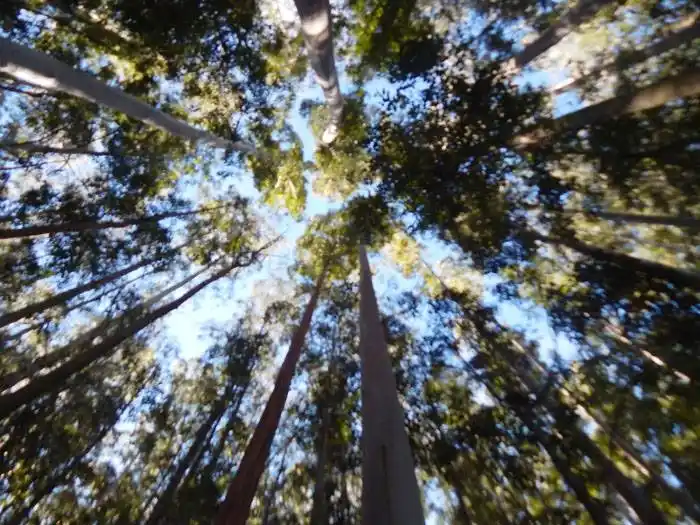 LAS TICs EN EL ÁMBITO FORESTAL