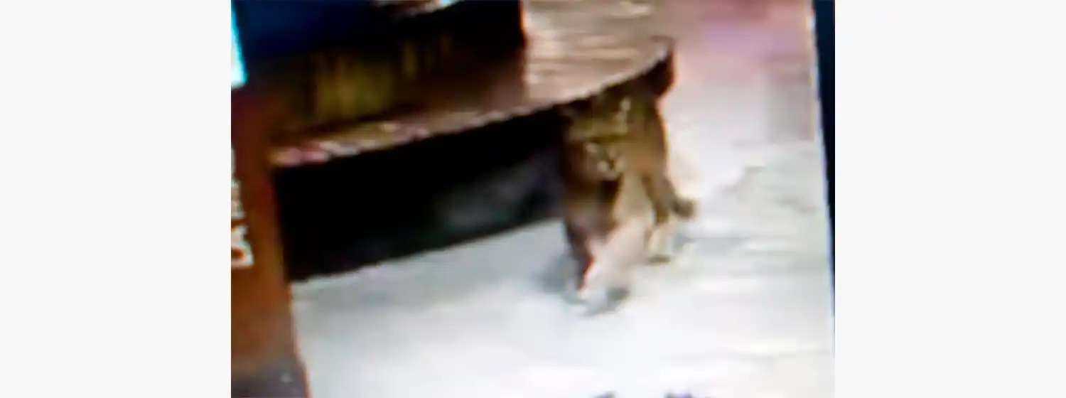 Dieron por finalizada la búsqueda de los pumas en Villa Gesell