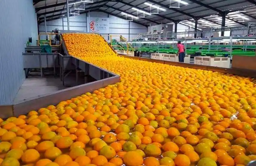 Argentina volverá a exportar cítricos a la Unión Europea tras 9 meses