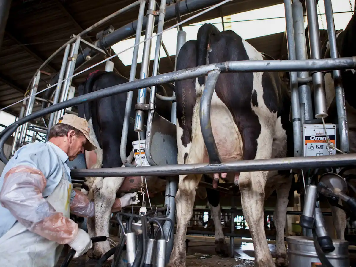 Productores de nuestra  región descreen de los  beneficios de “Impulso Tambero” 
