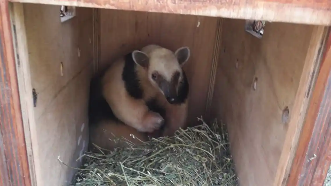 La provincia liberó un oso melero en su hábitat