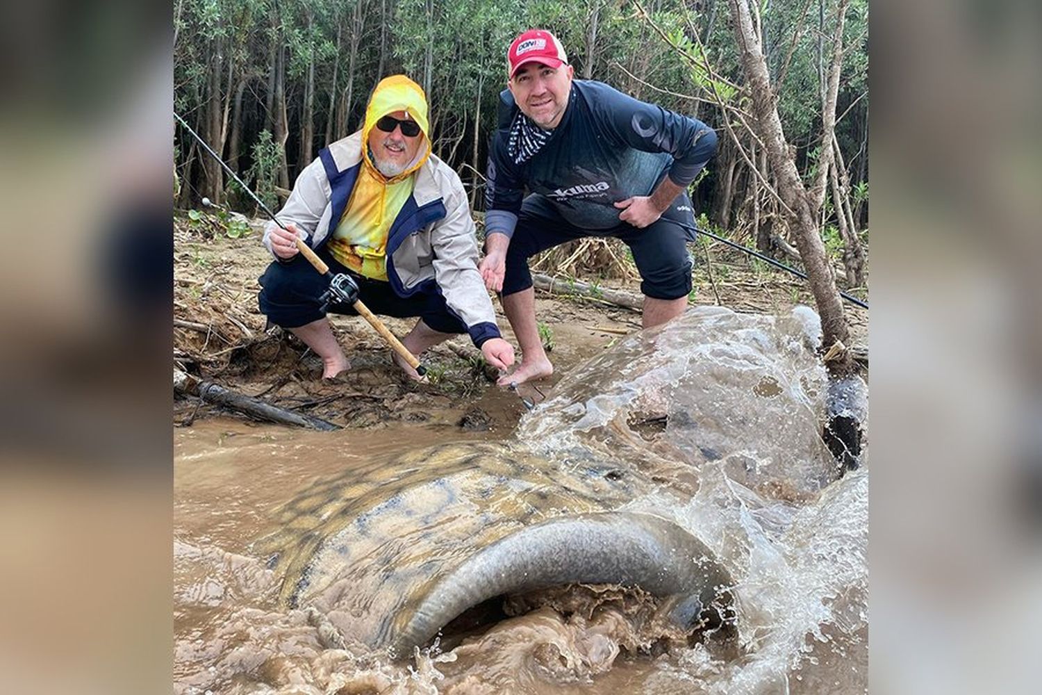 Impresionante pesca: un par de turistas capturaron una raya de más de 130 kilos en el río Paraná