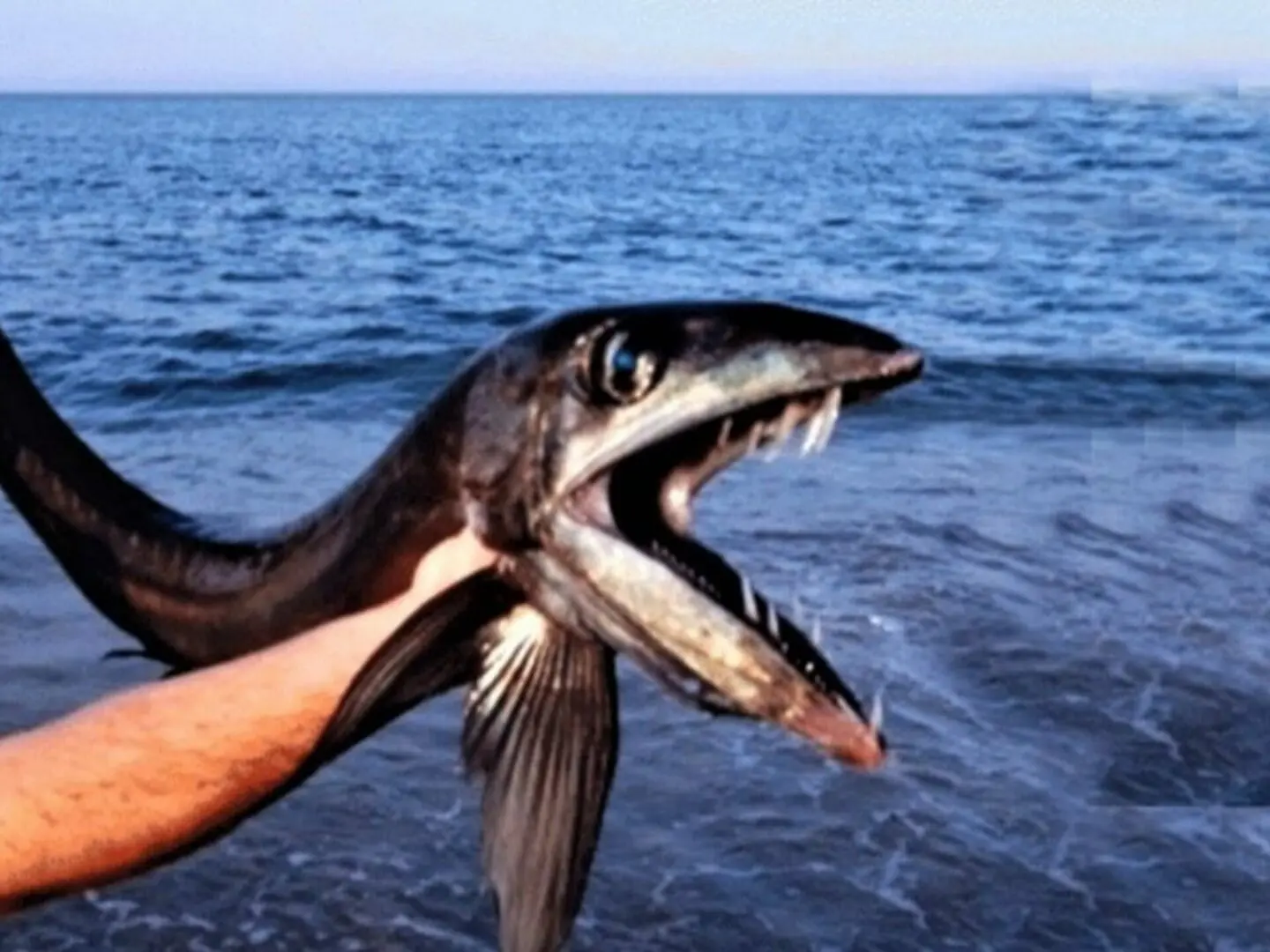 Extraños peces sin escamas y con colmillos están apareciendo en EE.UU. (+) 
