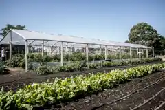 La Utep-Evita realizará una nueva venta  al público de verduras agroecológicas