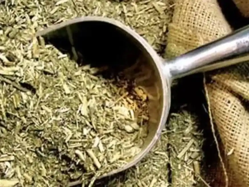 Una cadena en expansión global: récords, mercados y retos regulatorios para la yerba argentina.