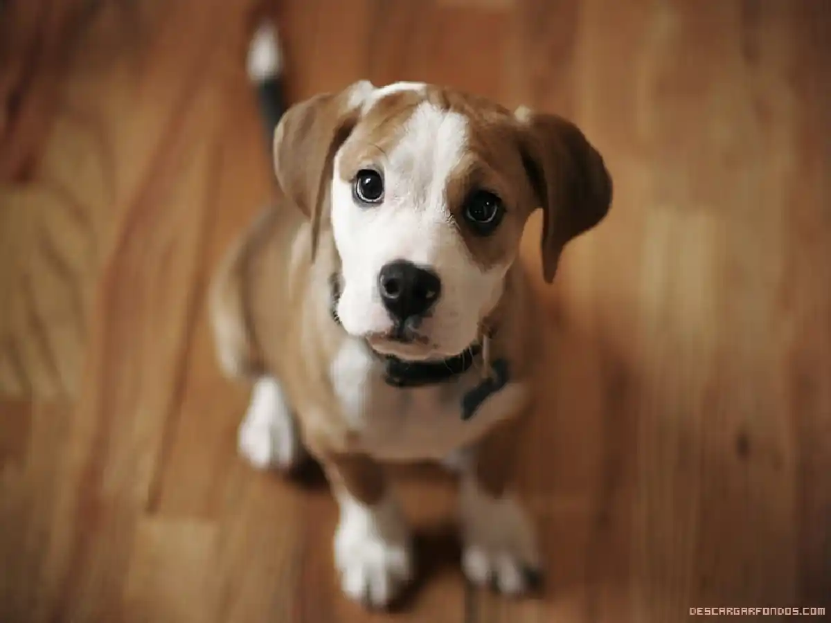 La ciencia explica por qué es "enternecedora" la mirada de los perros