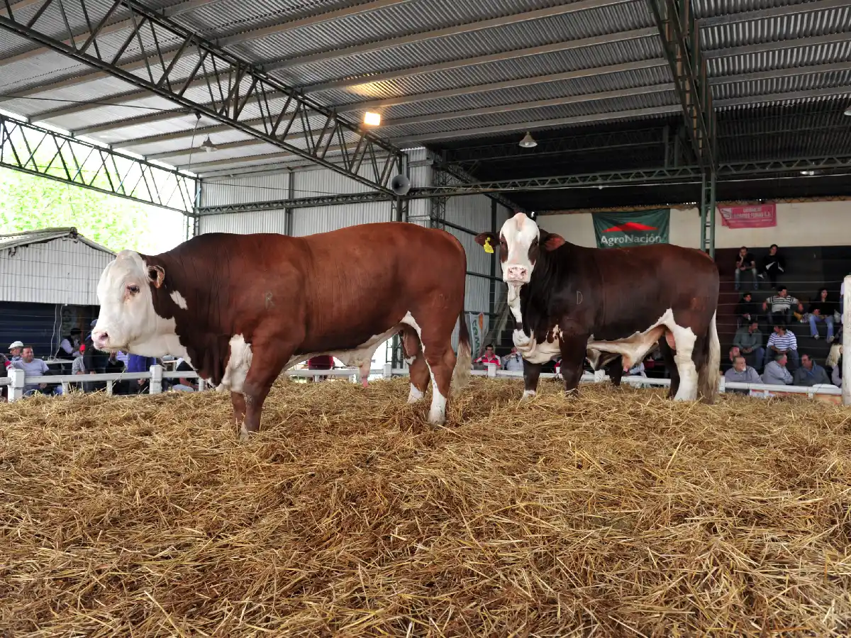 Se pagó $92.000 por un toro Holando Argentino, en “San Francisco Expone” 