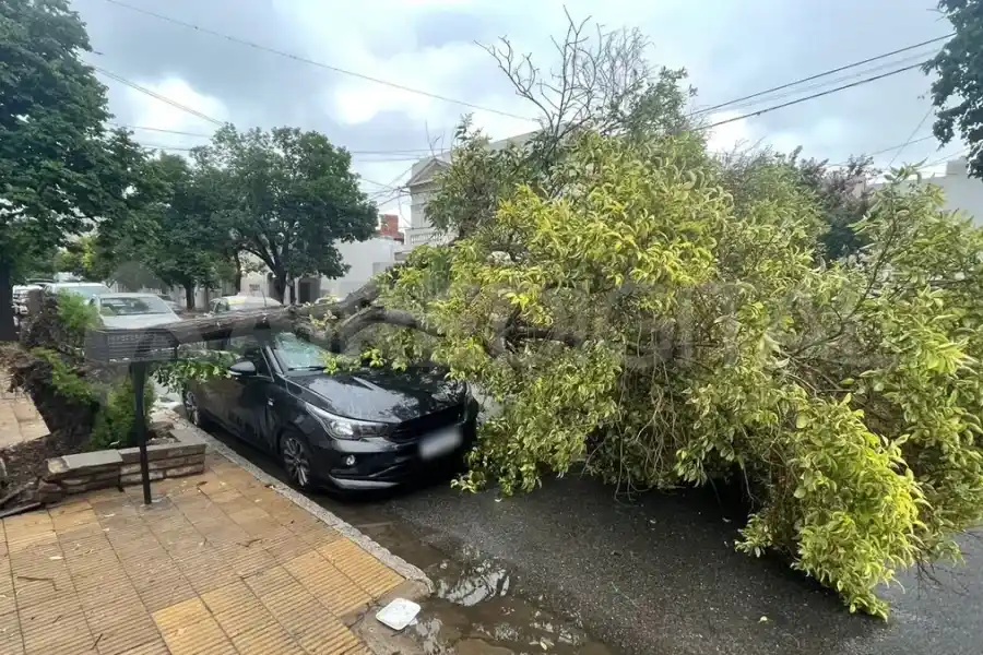 Alerta en Santa Fe por la fuerte tormenta: árboles caídos, calles inundadas y desvío de colectivos