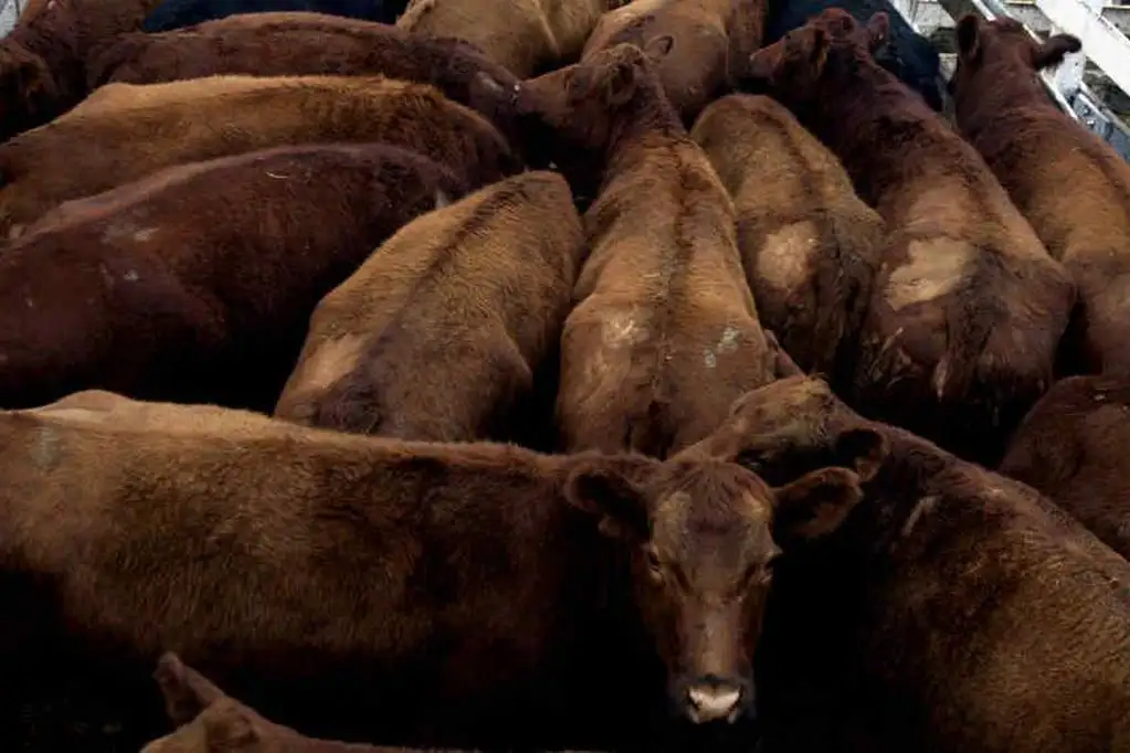 A contramano de lo que espera el Gobierno: pese a la mayor oferta, los precios de la hacienda no ceden
