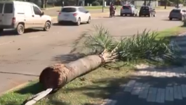 Un hombre se chocó con una palmera y la arrastró mientras conducía por el norte de Rosario
