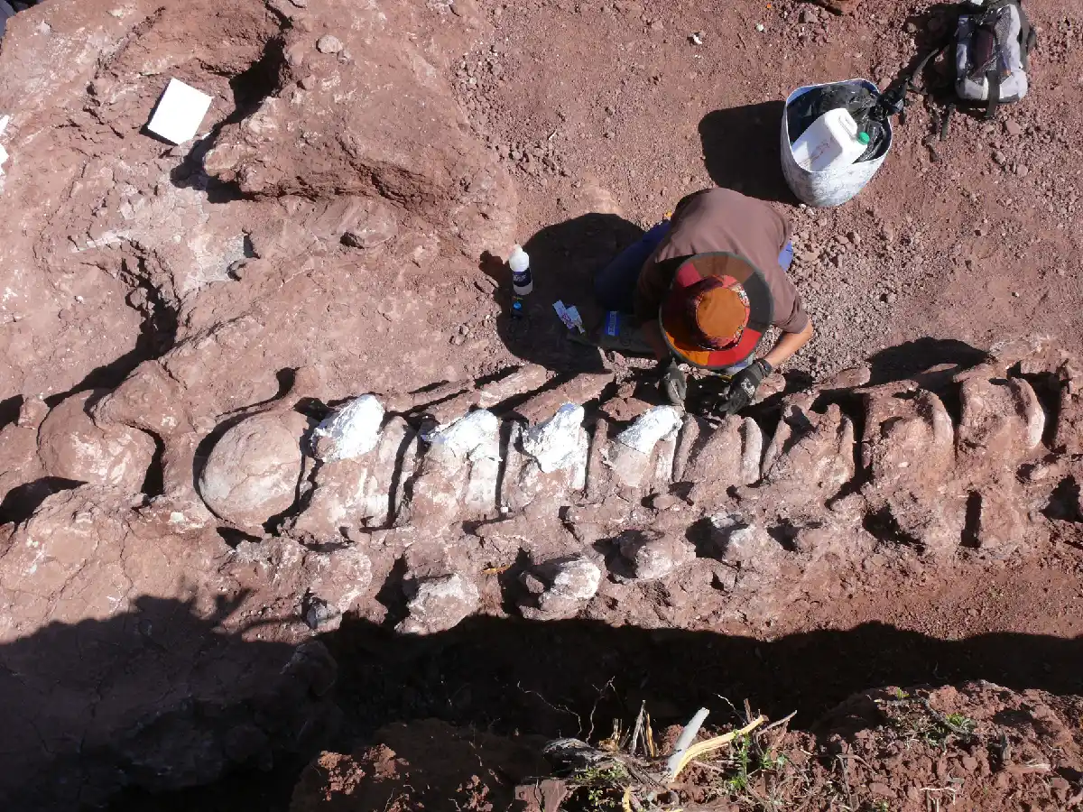 Encontraron restos fósiles de un dinosaurio en Neuquén que podría ser el más grande de la historia