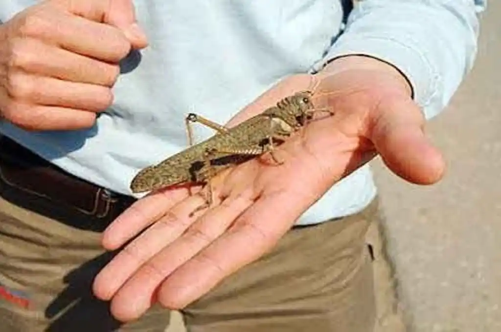 El Senasa declara alerta fitosanitaria en todo el país por la tucura quebrachera