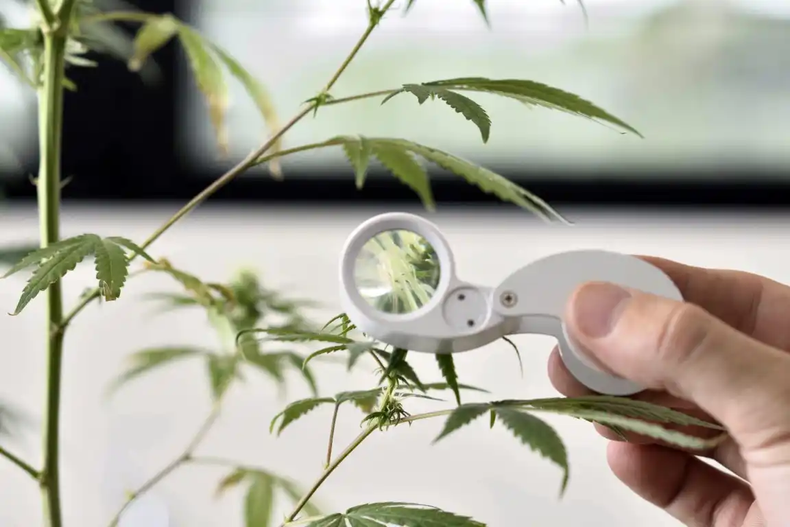 La UNLP dictará un posgrado online en prescripción de cannabis medicinal