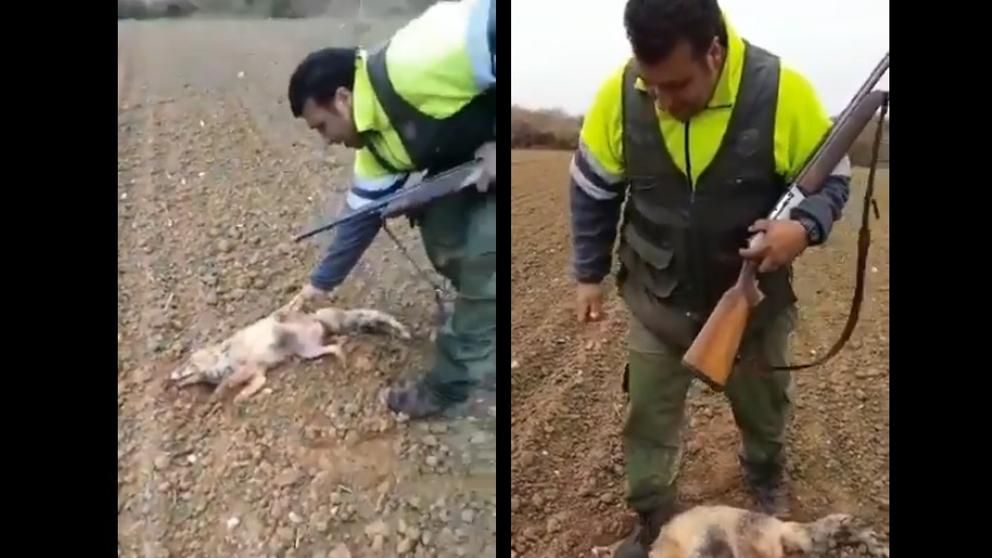 España: detienen a un cazador que torturó a un zorro hasta matarlo